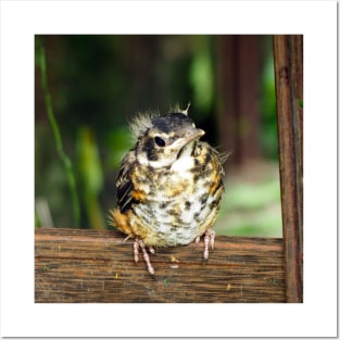 Young American Robin Perching Posters and Art